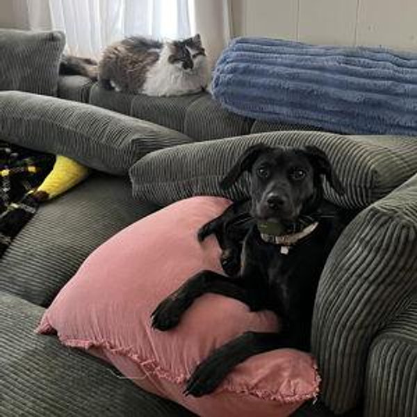 Ruby & Oliver Rent