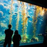 Birch Aquarium at Scripps Institution of Oceanography