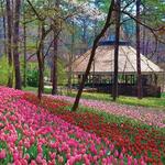 Garvan Woodland Gardens
