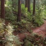 Hoyt Arboretum (Washington Park)