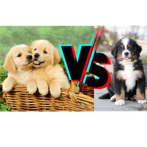 Puppy Fund (Golden Or Bernese Mountain Dog)