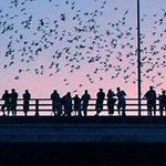 See the Bats from Congress Avenue Bridge
