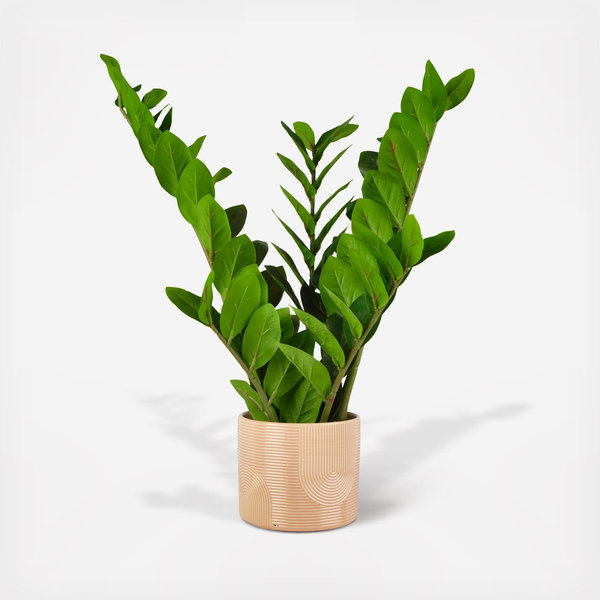 large ceramic flower pot Maia Planter main image 0