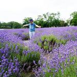 Lavender By the Bay