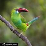 Emerald Forest Bird Gardens