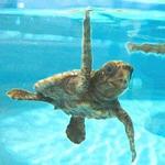 Loggerhead Marinelife Center