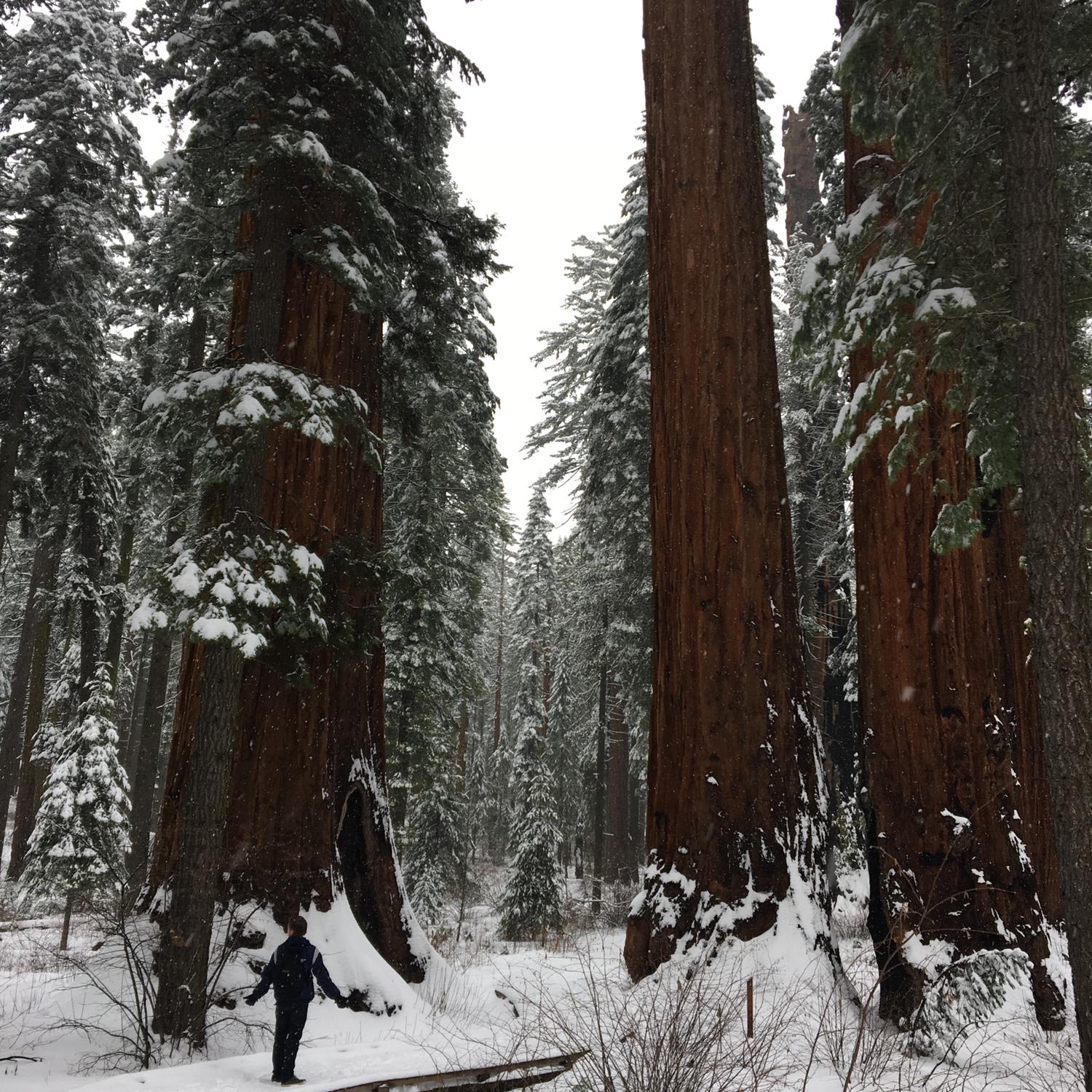 North grove trail- 2017