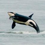 Whale Watching