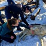 Colorado Wolf and Wildlife Center