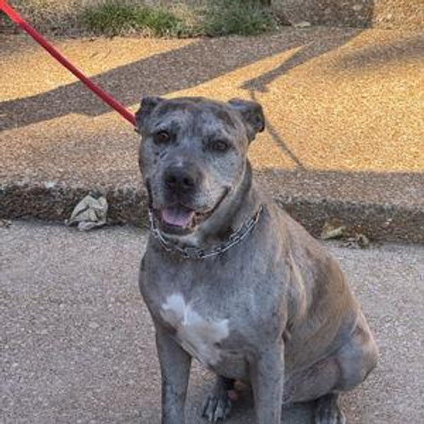 Our Pet Fund