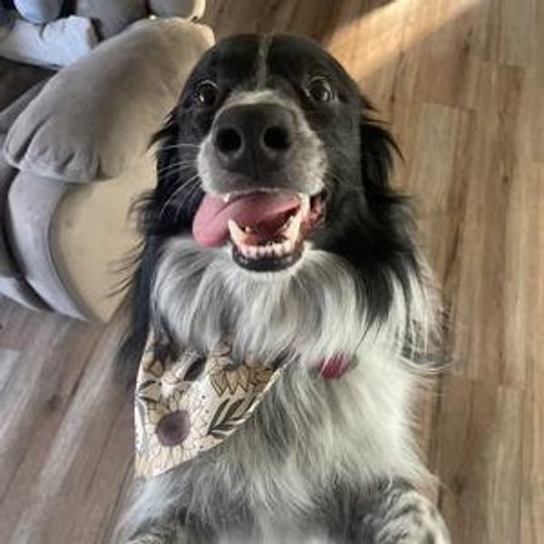 Willow Daycamp Fund