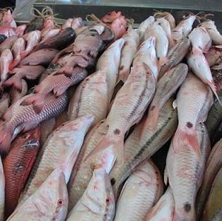 Fresh Fish Market in Youpwe, Douala Cameroon