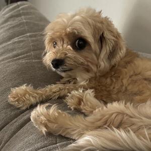 Backyard Renovation For Joey the Morkie