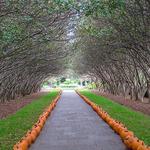 The Dallas Arboretum and Botanical Garden