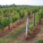Silk Hope Winery