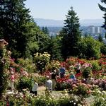 International Rose Test Garden