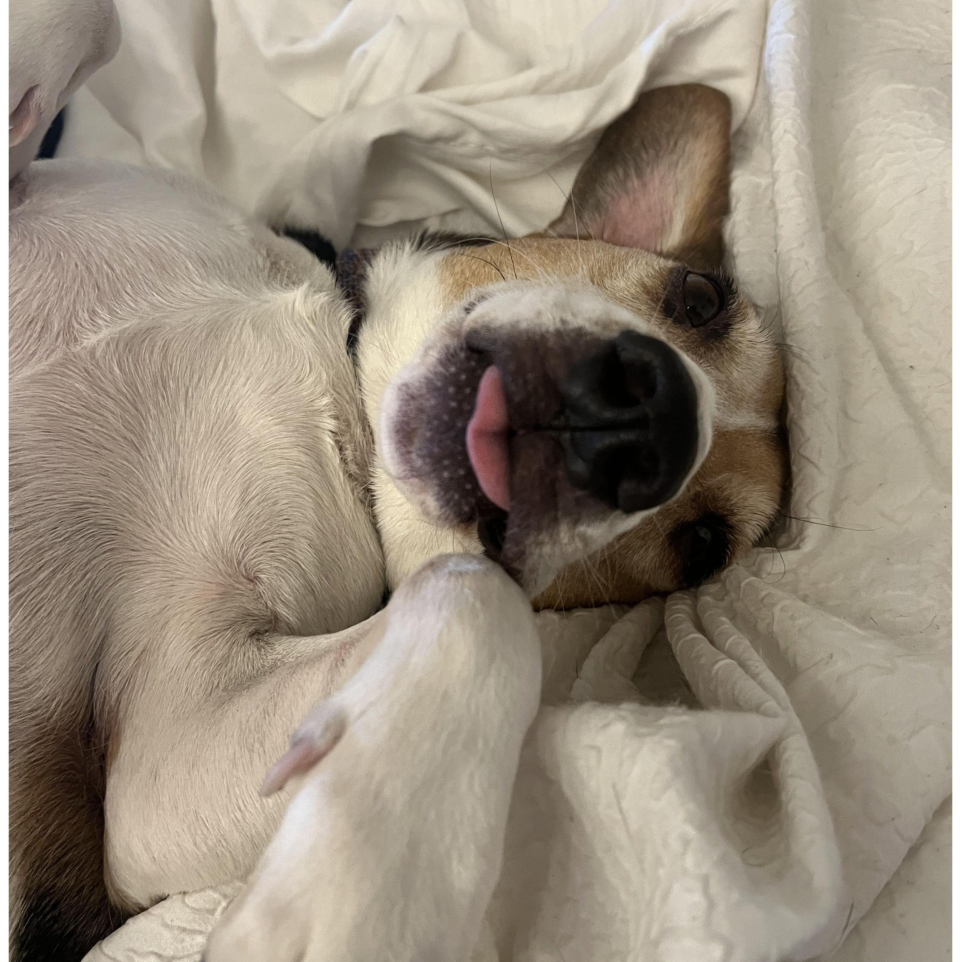 Our pup, Benji
