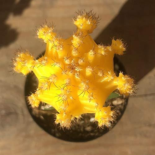 2.5" Yellow Moon Cactus - Gymnocalycium Mihanovichii - Live Cactus