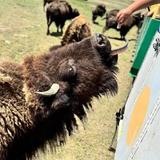 Terry Bison Ranch