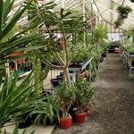 Portland Nursery