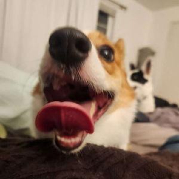 Finch & Nori's Treat Fund (Venmo Only)