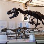 Museum of Natural Sciences