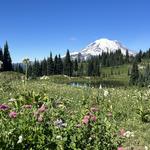 Mt Rainer Hike (Skyline Loop Trial)