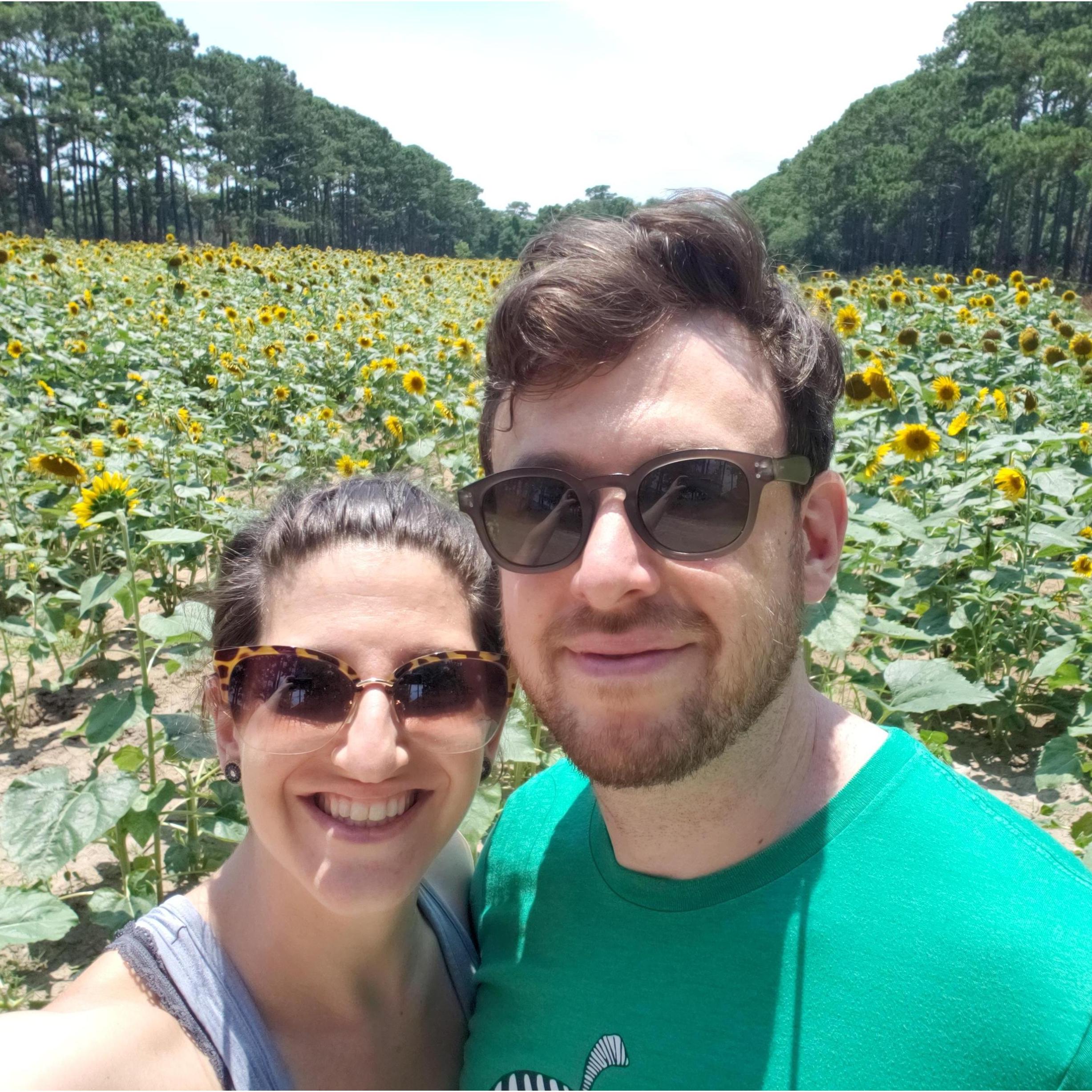Sunflower fields while visiting Harry in Charleston