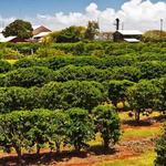 Green World Coffee Farm