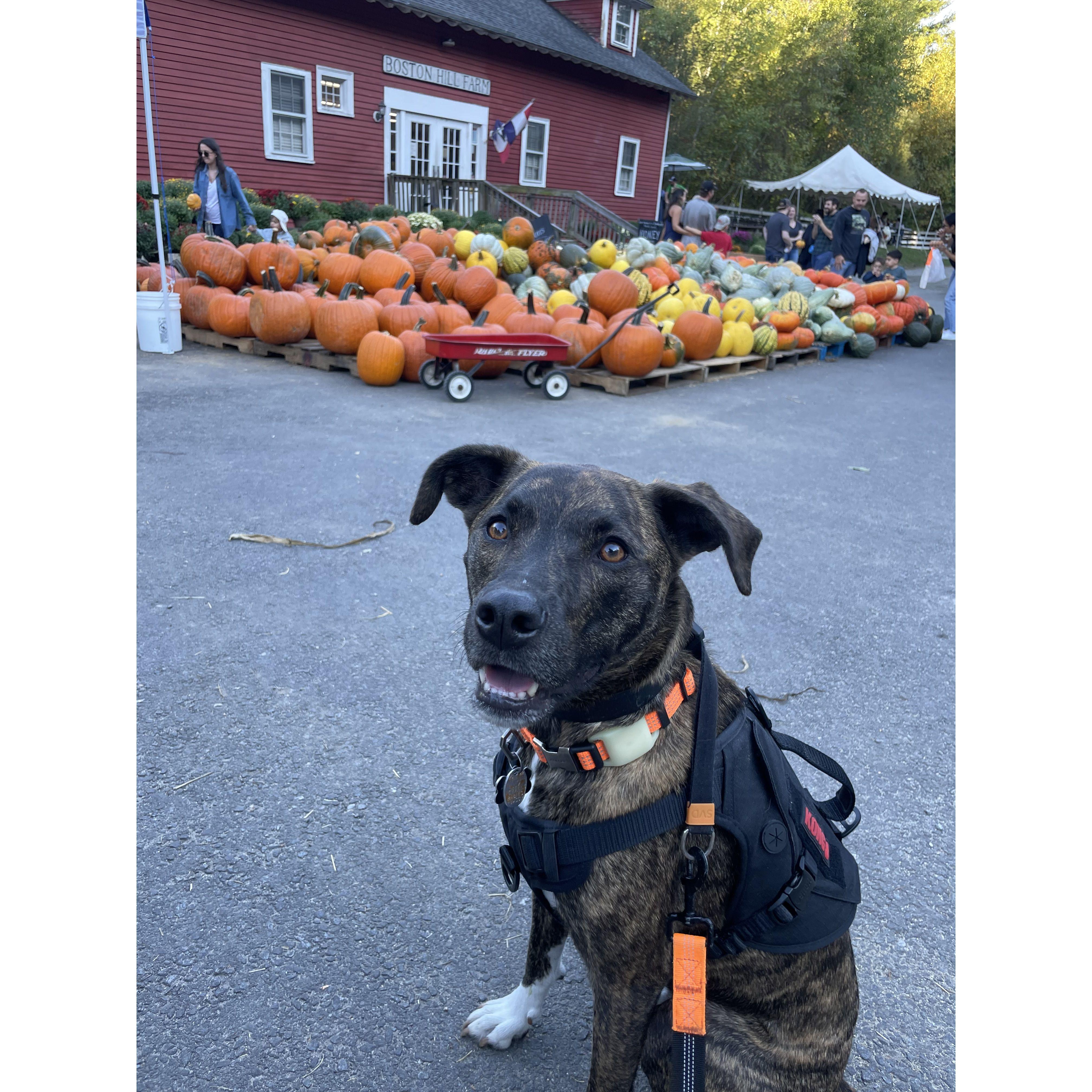 Kobe being a sweet little muffin pumpkin picking together