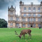 Wollaton Park