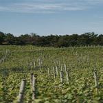 Truro Vineyards