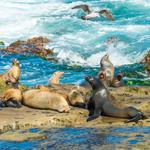 La Jolla Cove