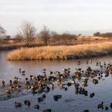 George C. Reifel Migratory Bird Sanctuary