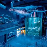 Wonders Of Wildlife National Museum & Aquarium