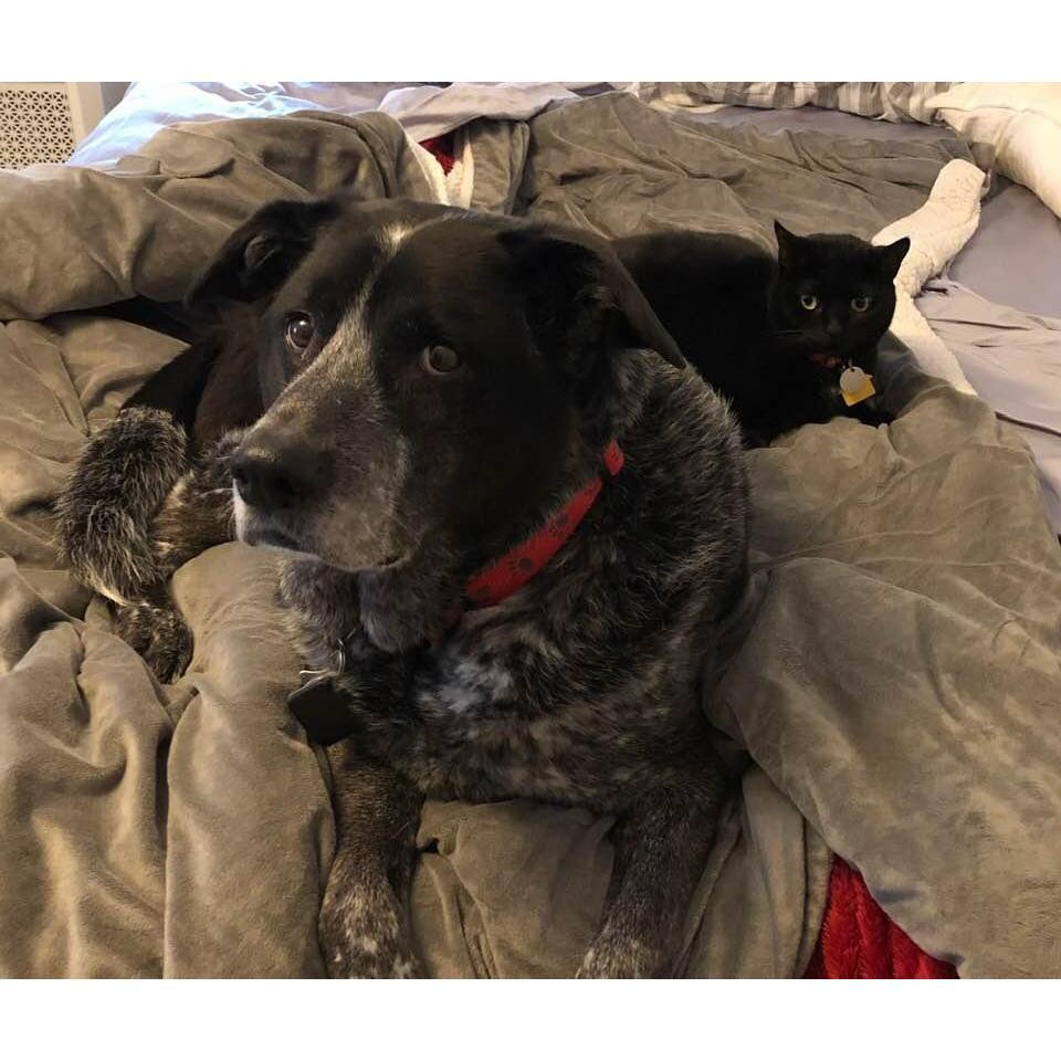 Our faithful companions, Yogi & Titan