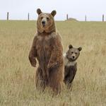 Wild Animal Sanctuary