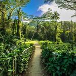 Manoa Falls Trail