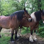 Hickory Hollow Horse Farm