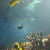 OdySea Aquarium