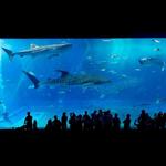 Churaumi Aquarium (美ら海水族館)