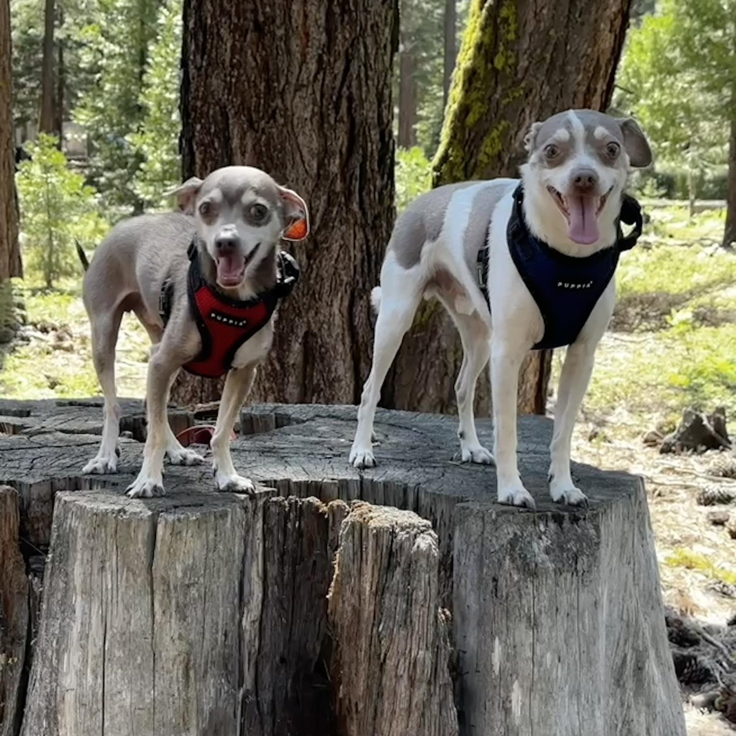 Wilderness boys on the trail!