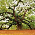 Angel Oak Tree