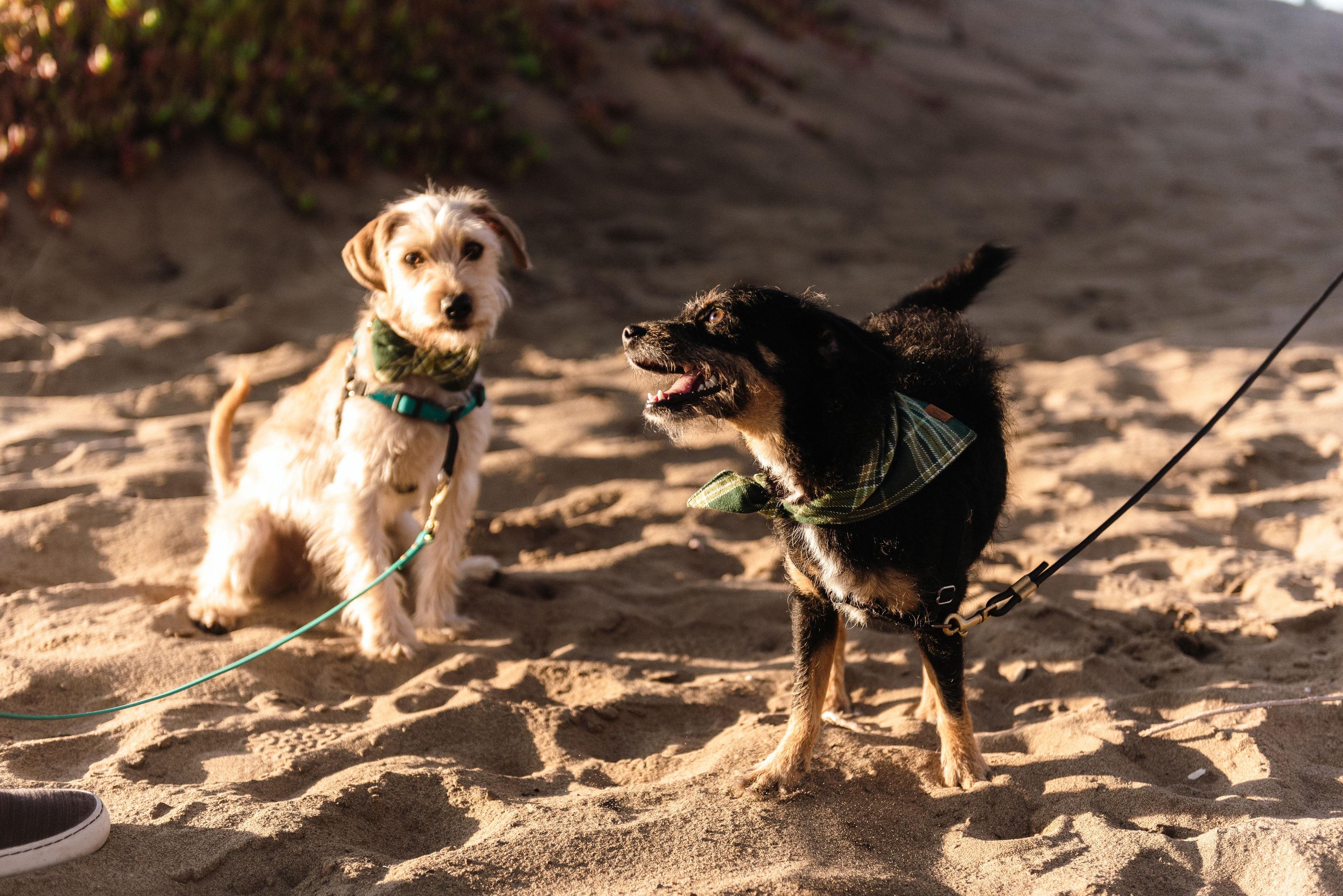 The Wedding Website of Alyssa Haines and Jordan Lay