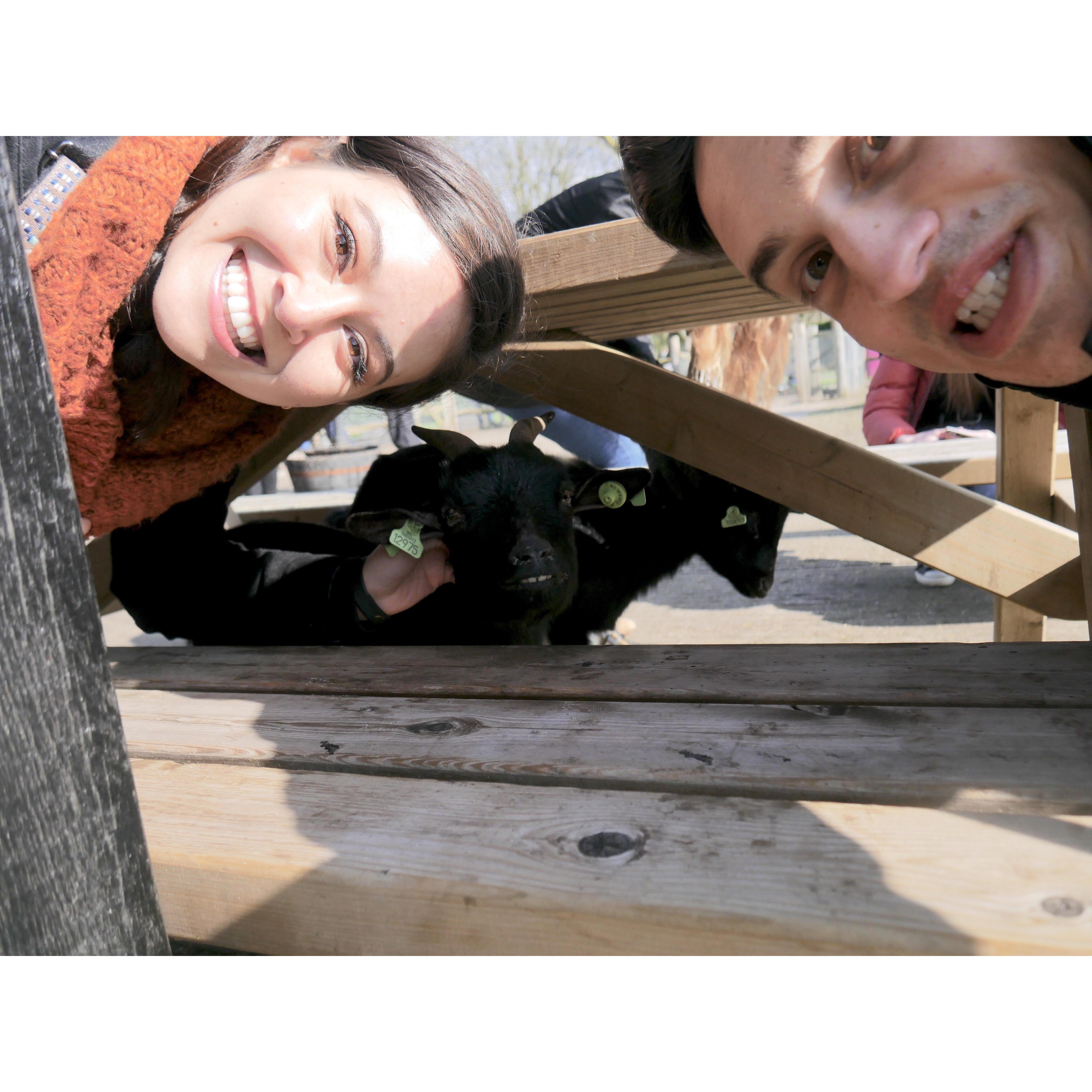 That's a goat under a bench in Amsterdam.