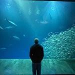 Monterey Bay Aquarium