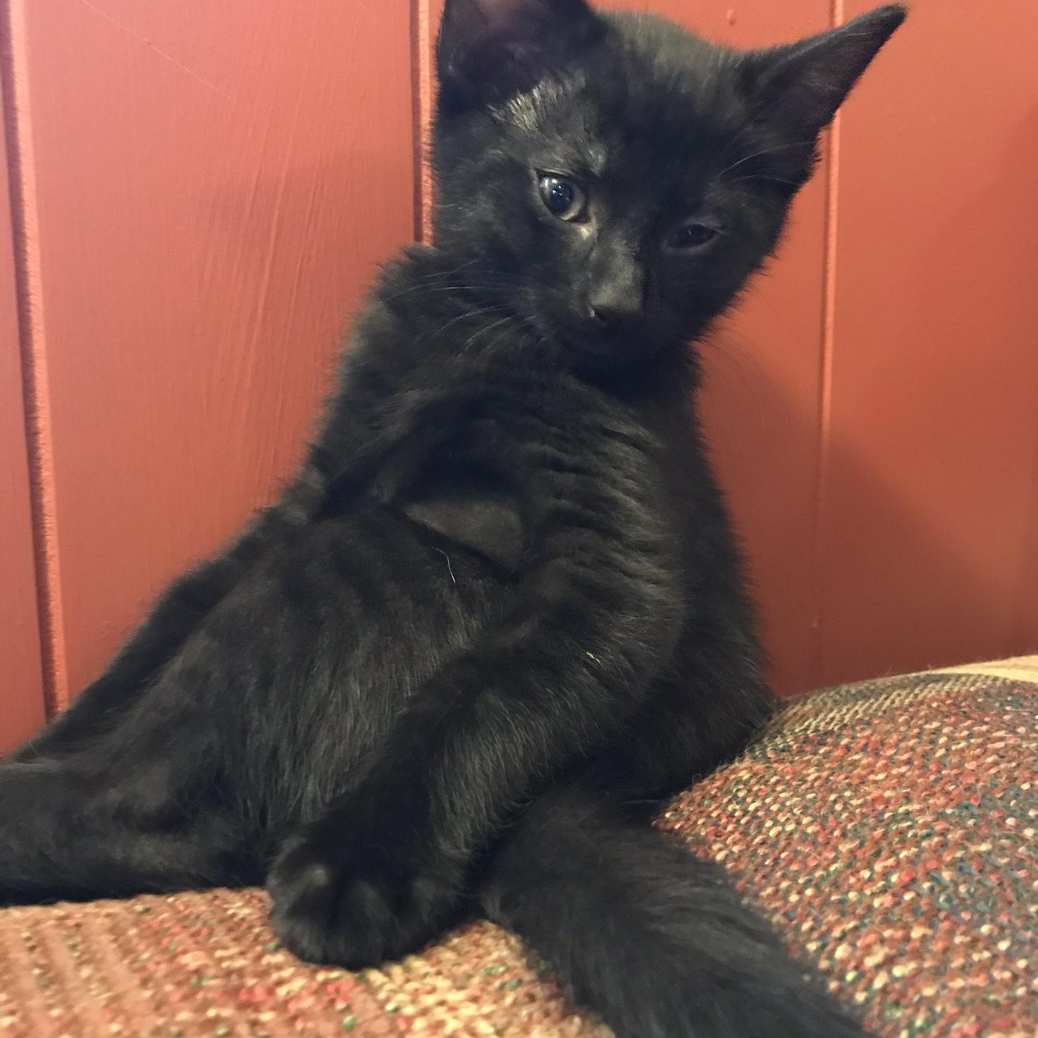 June 2020 - We adopted Taz!