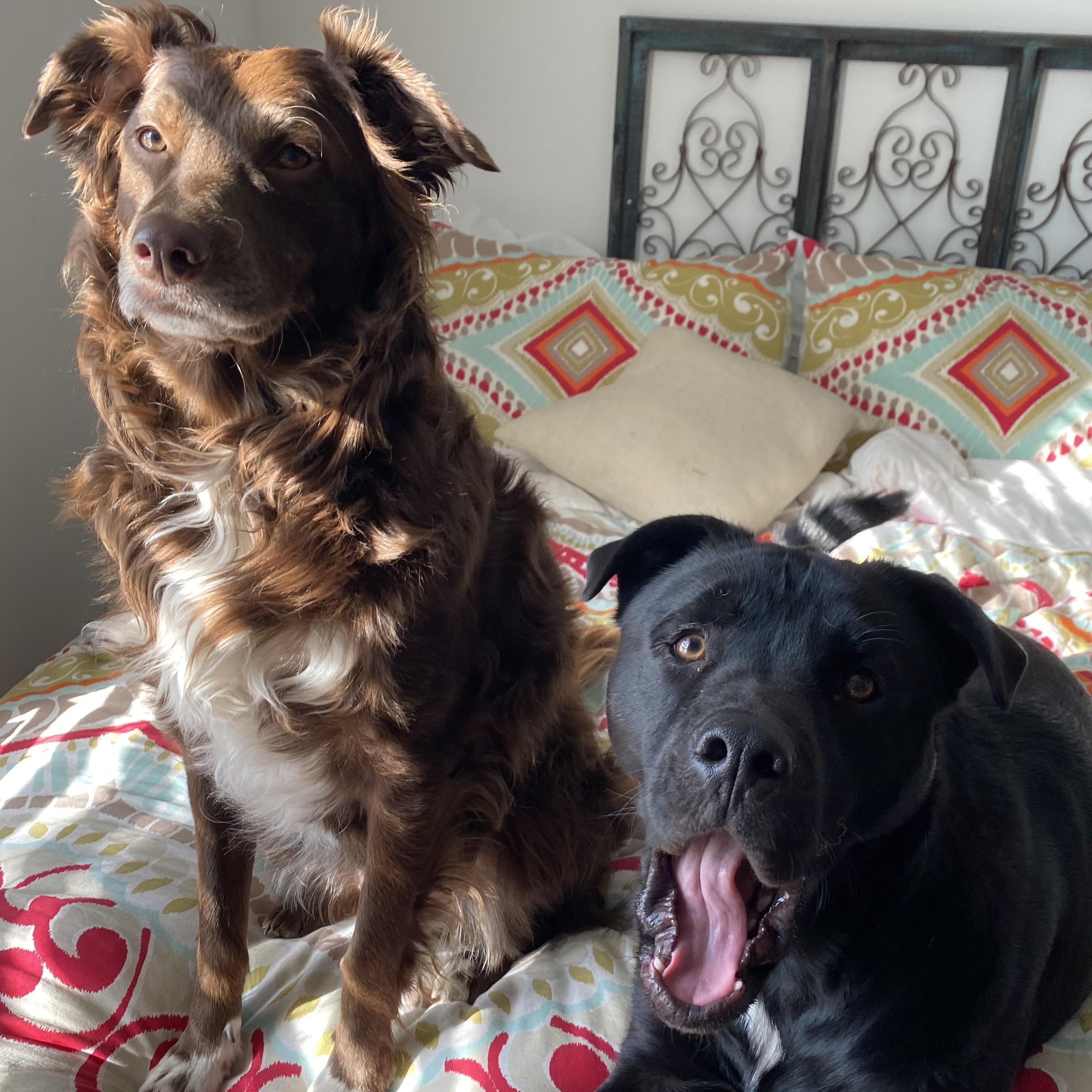 Our "babies" Lucy & Axle