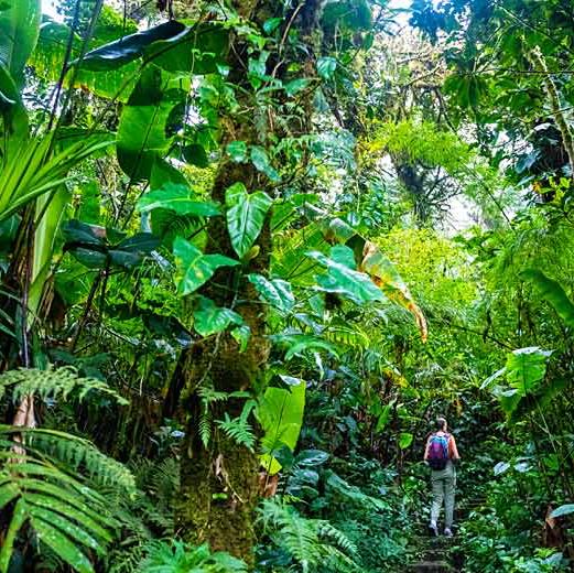 Monteverde Cloud Forest Reserve Tour