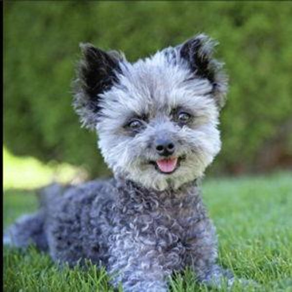 2nd Dog fund (pending Laurel approval)